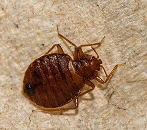 Bed Bug Identification in Las Vegas NV