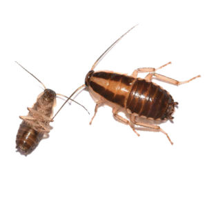 German cockroaches in Las Vegas NV