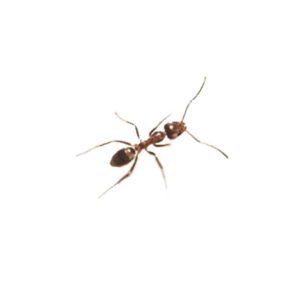 Argentine ant in Las Vegas NV