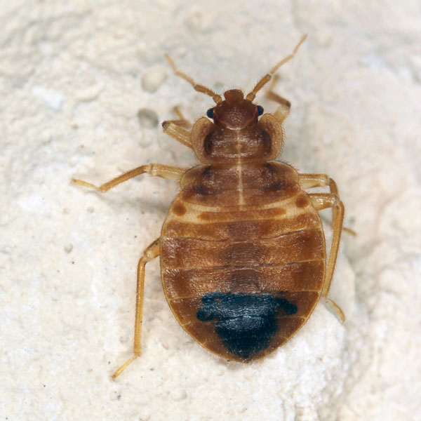 Bed bugs in Nevada