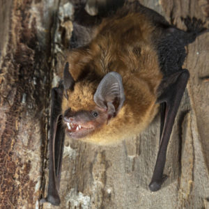 Big brown bats in Las Vegas NV