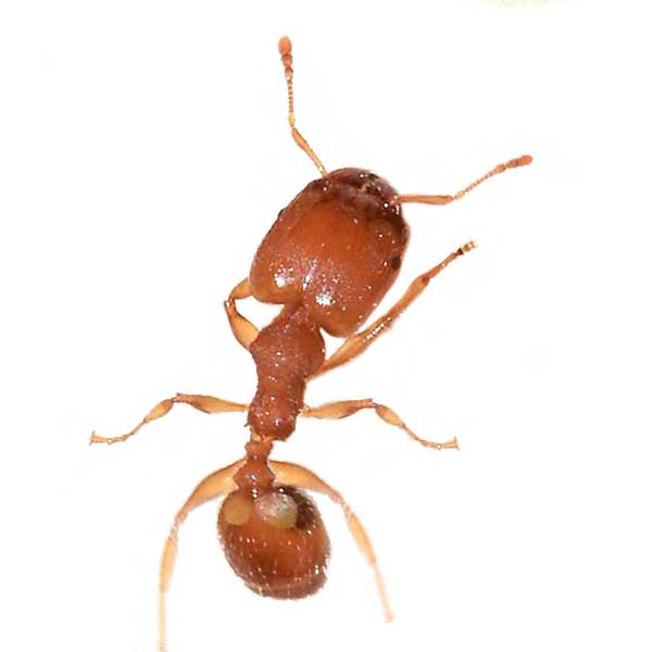 Big headed ant in Las Vegas NV