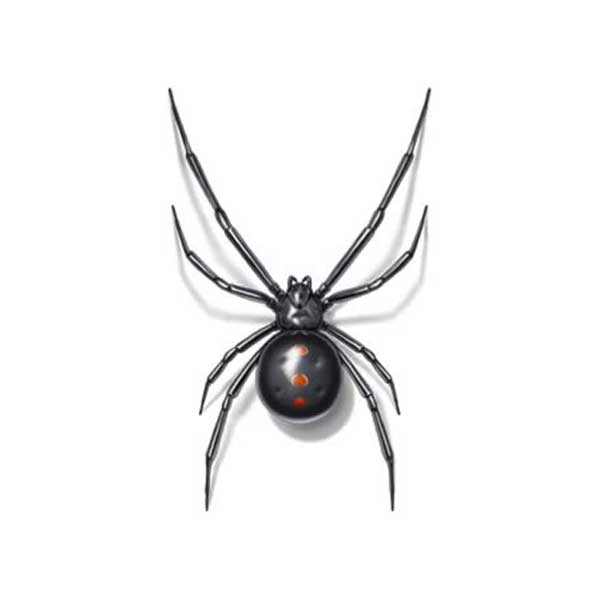 Black widow spiders in Las Vegas NV