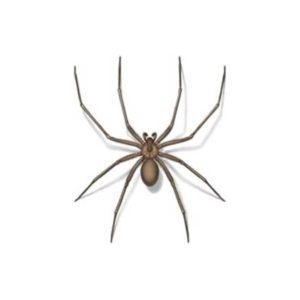 Brown recluse spiders in Las Vegas NV