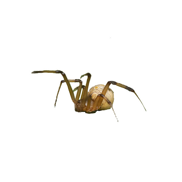 Brown widow spiders in Las Vegas NV