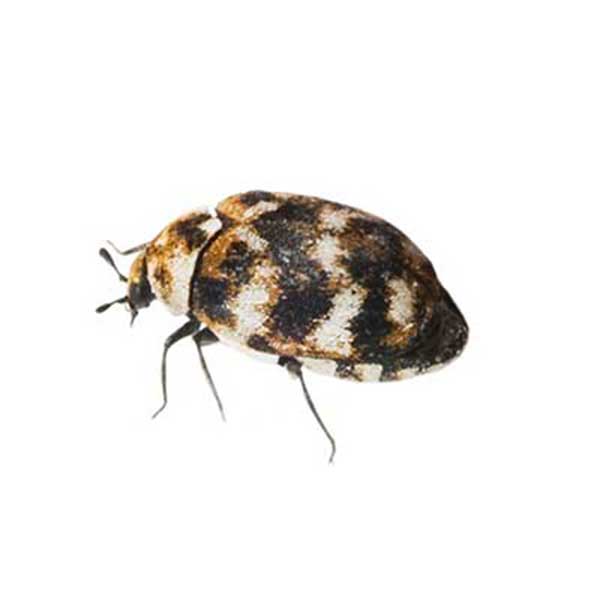 Have Bed Bugs Or Is It Carpet Beetles