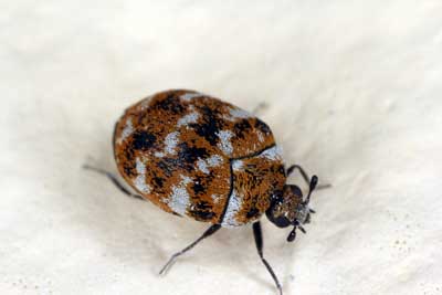 Carpet Beetles or Bed Bugs: Know the Difference in Las Vegas NV