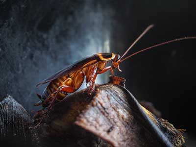 Cockroach Identification in Las Vegas NV