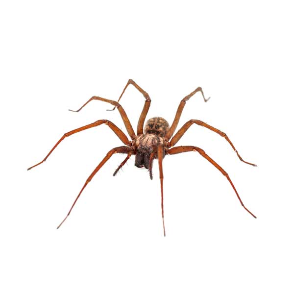 Milwaukee Spider Pest Control