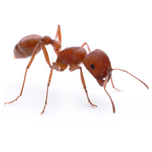 Harvester ants in Las Vegas NV