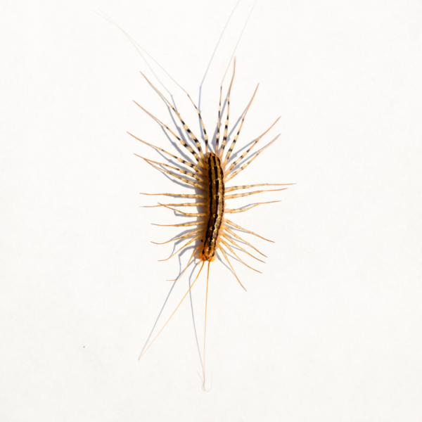 House centipedes in Las Vegas NV