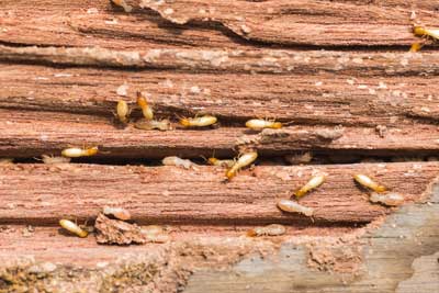 How to prevent termites in Las Vegas NV with Rentokil Pest Control