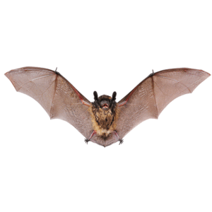 Little brown bats in Nevada