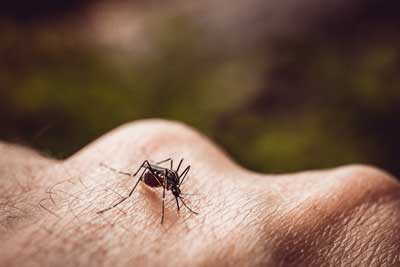 Mosquito Identification in Las Vegas NV