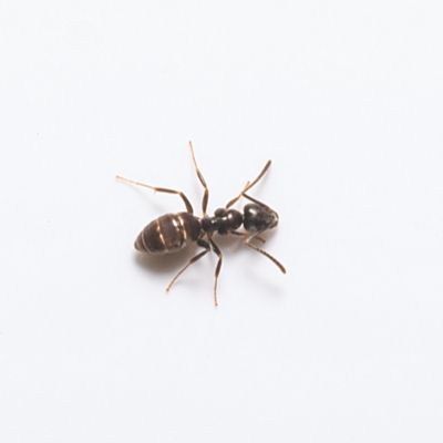 Odorous house ants in Las Vegas NV