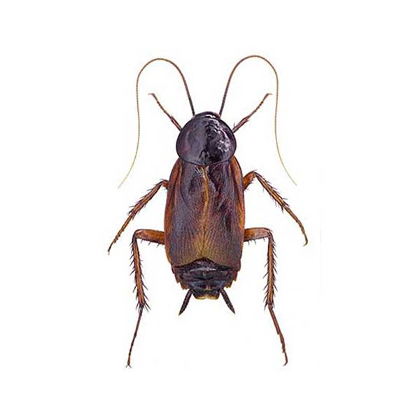 Oriental cockroaches in Las Vegas NV