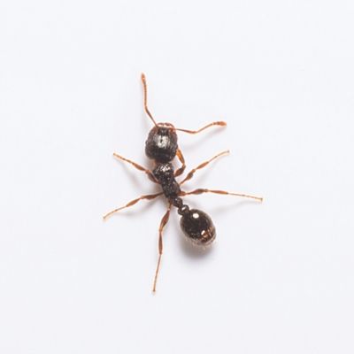 Pavement ants in Las Vegas NV
