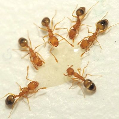Pharaoh ants in Nevada
