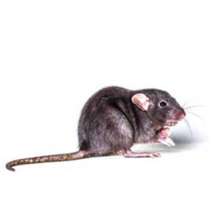 Rat and Mice Identification in Las Vegas NV
