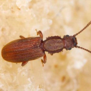 Sawtoothed grain beetles in Las Vegas NV
