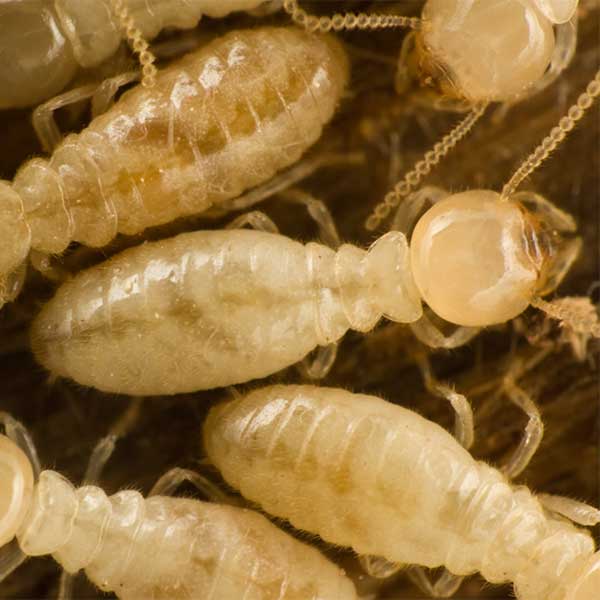 Subterranean Termites in Las Vegas By Rentokil Pest Control