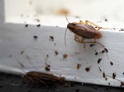Learn the signs of a cockroach infestation with help from Rentokil in Southern Nevada