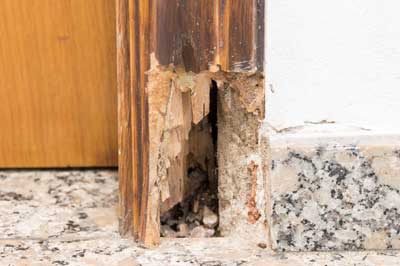 Signs You Have Termites in Las Vegas NV