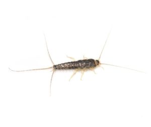 Silverfish Identification & Behavior - Silverfish Control