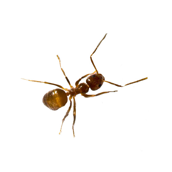 Tawny crazy ants in Las Vegas NV