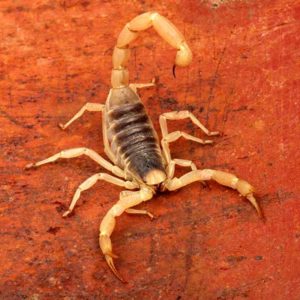Desert Hairy Scorpion in Las Vegas and Henderson NV