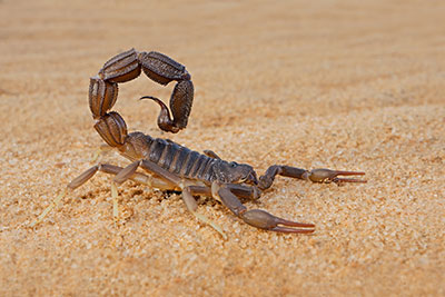 Scorpion Identification in Las Vegas NV