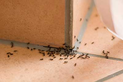 Signs of ant infestation in Las Vegas NV by Rentokil Pest Control