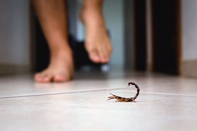 scorpion stings rentokil dangerous indoors dangers icare